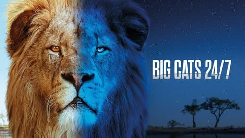 Big Cats 24/7 still