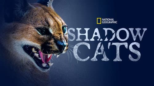 Shadow Cats still