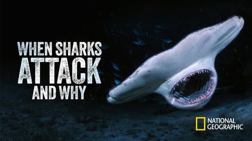 When Sharks Attack... and Why still