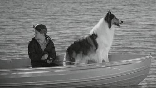 Lassie: Disappearance still