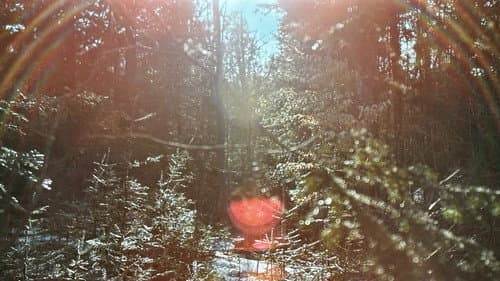 The Oxbow Cure still