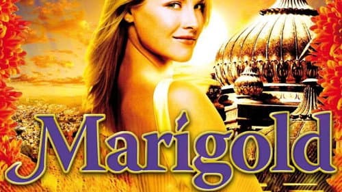 Marigold still