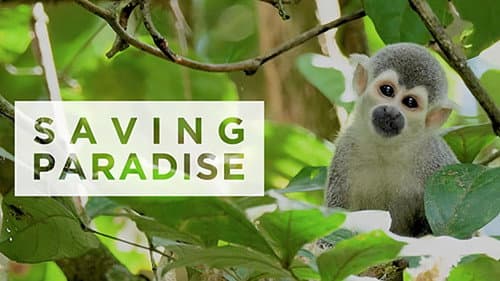 Saving paradise still