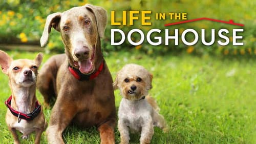 Life in the Doghouse still