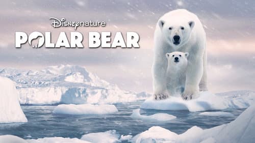 Polar Bear still