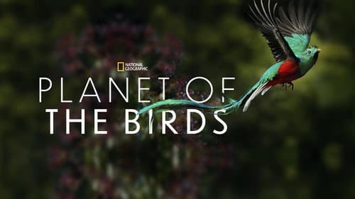 Planet of the Birds still