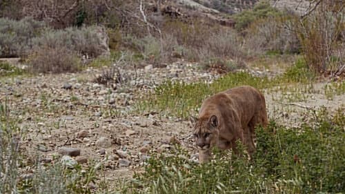 Lassie and the Flight of the Cougar still