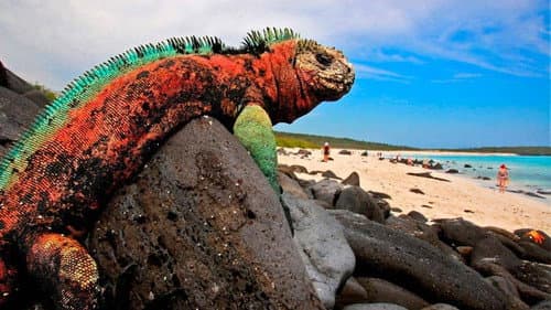 The Dragons of Galapagos still