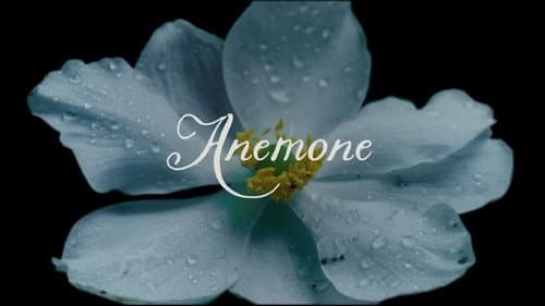 Anemone still