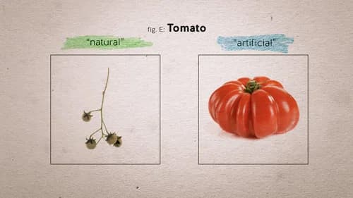 Food Evolution still