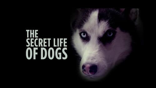 The Secret Life of Dogs still