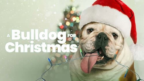 A Bulldog for Christmas still