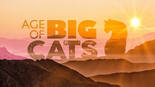 Age of Big Cats still