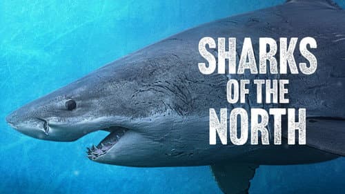 Sharks of the North still