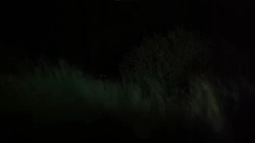 Cactus Juice still