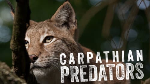 Carpathian Predators still