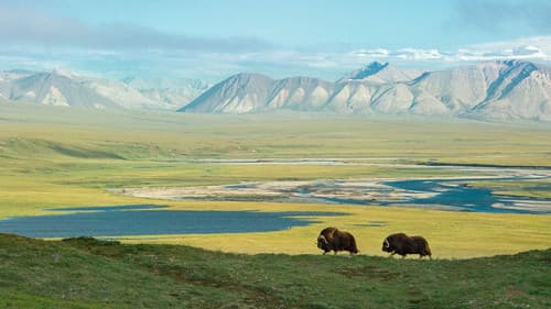 Nature: American Arctic still