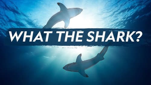 What the Shark? still
