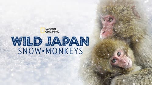 Wild Japan: Snow Monkeys still