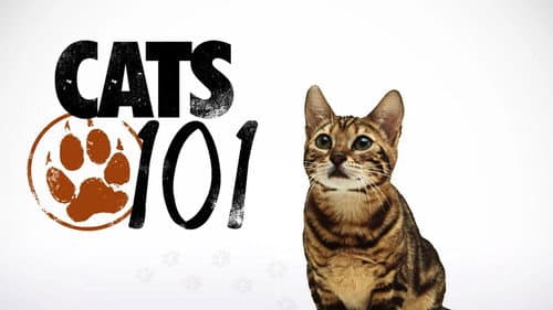 Cats 101 still