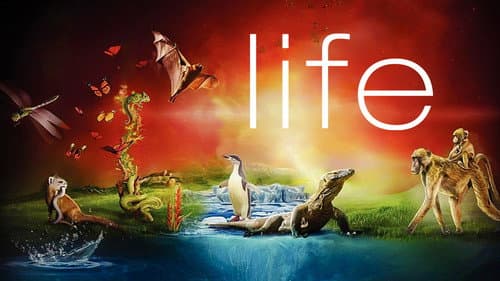 Life still