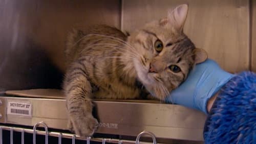 The Cat Rescuers still