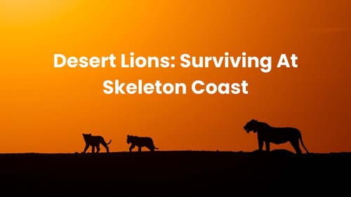 Lions of the Skeleton Coast still