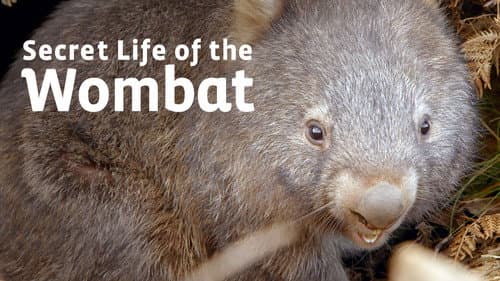 Secret Life of the Wombat still