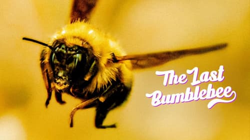 The Last Bumblebee still