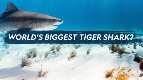 World's Biggest Tiger Shark still