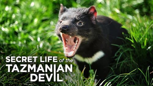 Secret Life Of The Tasmanian Devil still
