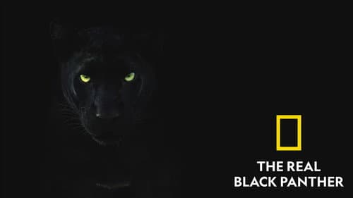 The Real Black Panther still