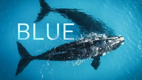 Blue still