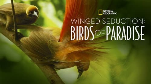 Winged Seduction: Birds of Paradise still