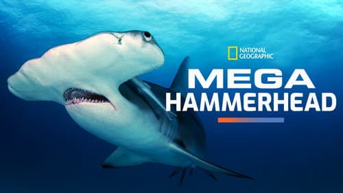 Mega Hammerhead still