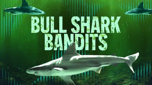 Bull Shark Bandits still