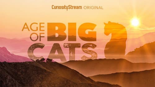 Age of Big Cats still