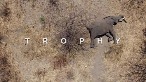 Trophy still