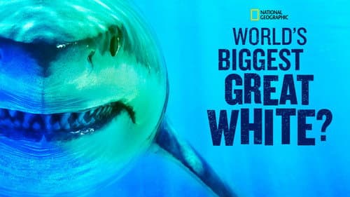 World's Biggest Great White? still