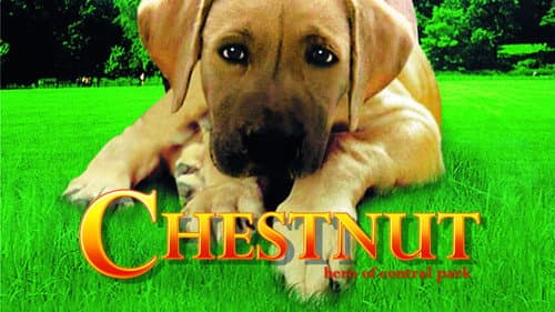 Chestnut: Hero of Central Park still