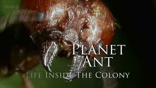 Planet Ant: Life Inside The Colony still