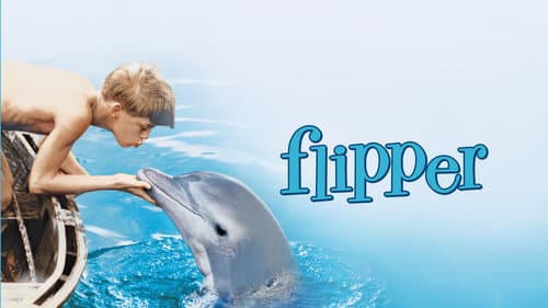 Flipper still