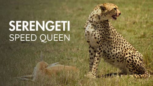 Serengeti Speed Queen still