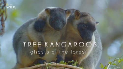 Tree Kangaroos: Ghosts of the Forest still