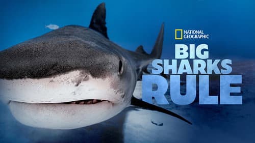 Big Sharks Rule still