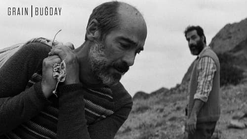 Buğday still