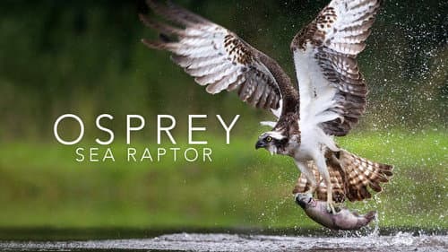 Osprey: Sea Raptor still