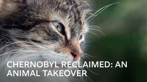 Chernobyl Reclaimed: An Animal Takeover still