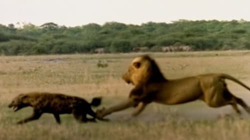 Eternal Enemies: Lions and Hyenas still