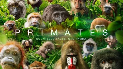 Primates still